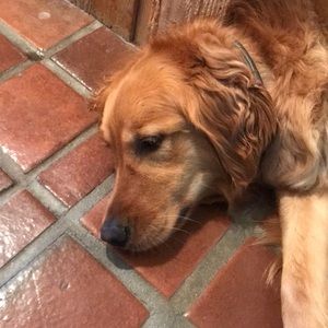 Meet your Posher, Maddie